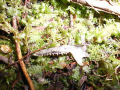 Dromiciops gliroides