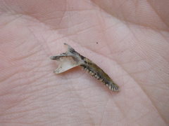 Dromiciops gliroides