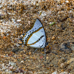 Polyura nepenthes