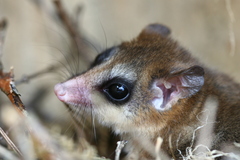 Dromiciops gliroides