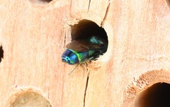 Chrysis iris