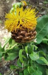Centaurea macrocephala