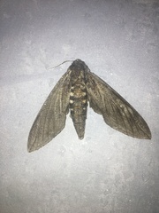 Sphinx chersis