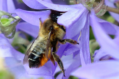 Megachile willughbiella