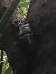 Serrognathus titanus platymelus