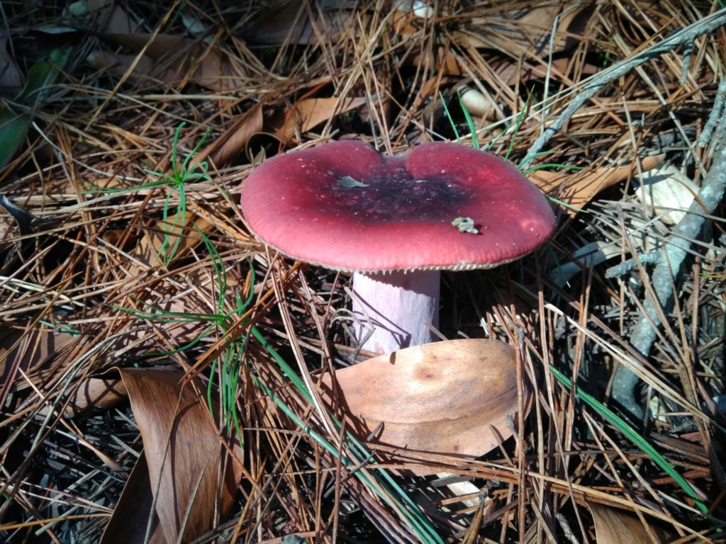 Russula sardonia · June 2017 · photo: © cristianriquelme (iNaturalist, cc-by)