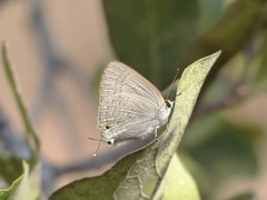 Deudorix diocles
