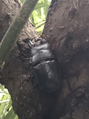 Serrognathus titanus platymelus