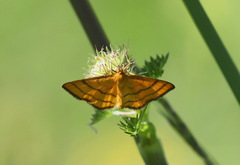 Idaea aureolaria