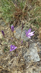 Brodiaea sierrae