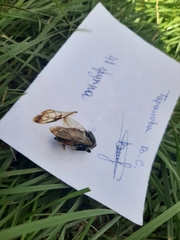 Cimbex femoratus