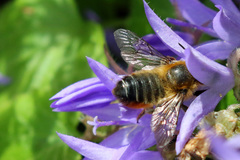 Megachile willughbiella