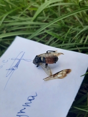 Cimbex femoratus