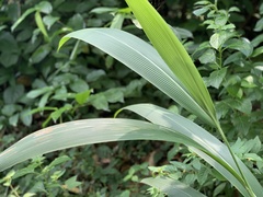 Setaria palmifolia