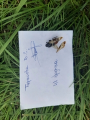 Cimbex femoratus