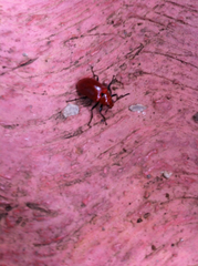 Strongylium hoepfneri