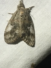 Dasychira obliquata
