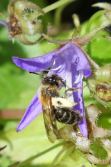 Andrena bicolor