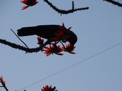 Erythrina stricta