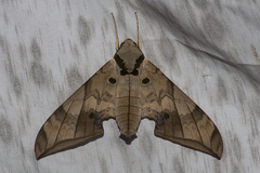 Ambulyx substrigilis