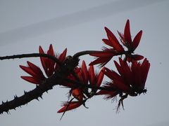 Erythrina stricta