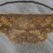 Chrysocraspeda tristicula - Photo (c) Vijay Anand Ismavel, algunos derechos reservados (CC BY-NC)