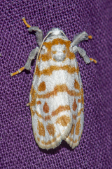 Nephelomilta effracta