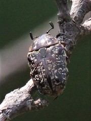 Xeloma leprosa