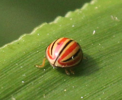 Declivitata hamata pygmaea