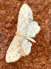 Idaea dimidiata