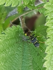 Lestiphorus bicinctus