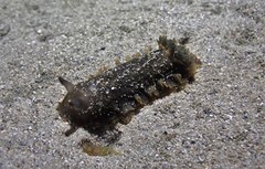 Dendrodoris arborescens