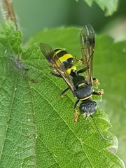 Lestiphorus bicinctus