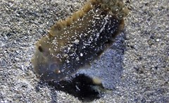 Dendrodoris arborescens