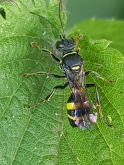 Lestiphorus bicinctus