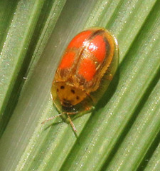 Aspidimorpha areata