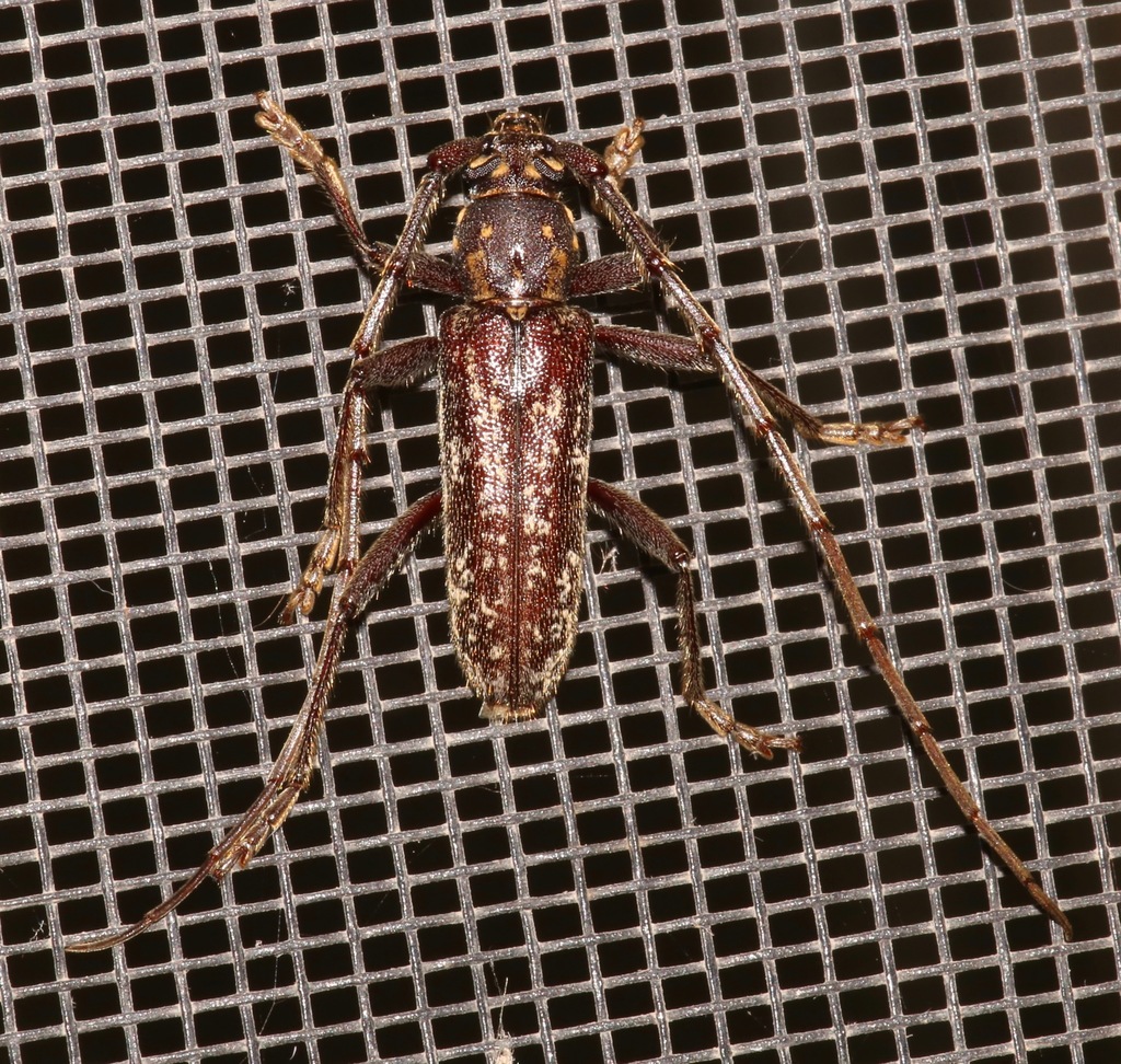 Orwellion gibbulum arizonense