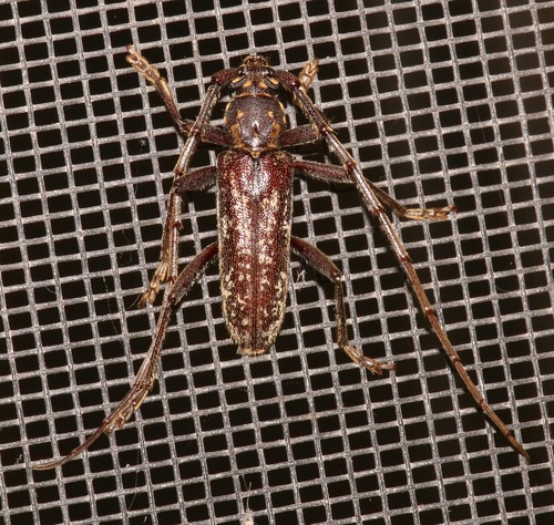 Orwellion gibbulum arizonense