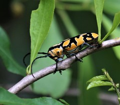 Tragocephala variegata