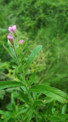 Epilobium hirsutum