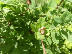 Dasineura salicifoliae