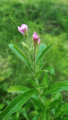 Epilobium hirsutum