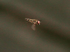 Platycheirus albimanus