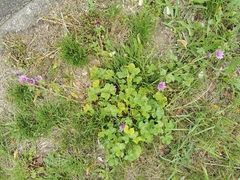 Malva sylvestris sylvestris