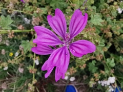 Malva sylvestris sylvestris
