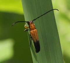 Nupserha basalis apicalis