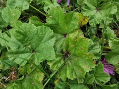 Malva sylvestris sylvestris