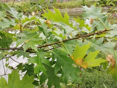 Quercus rubra