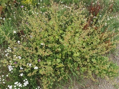 Malva sylvestris sylvestris