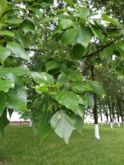 Populus